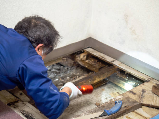 Best Crawl Space Mold Removal  in Brooklet, GA