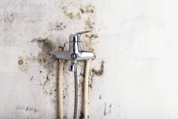 Best Certified Mold Removal  in Brooklet, GA