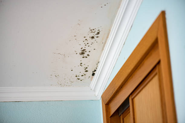 Best Same-Day Mold Removal  in Brooklet, GA