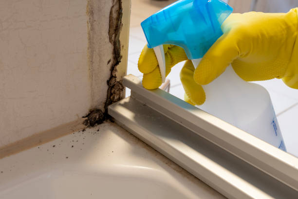 Best Mold Removal Specialists  in Brooklet, GA