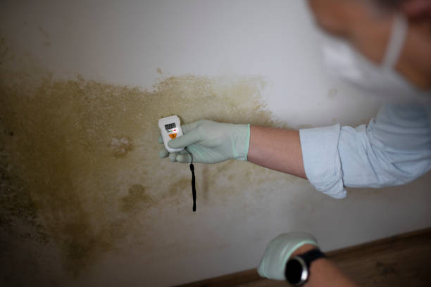 Best Mold Cleaning Services  in Brooklet, GA