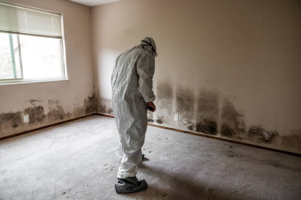 Best Mold Damage Repair  in Brooklet, GA