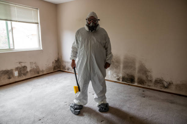 Attic Mold Removal in Brooklet, GA