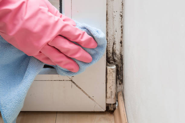 Best Office Mold Removal Services  in Brooklet, GA