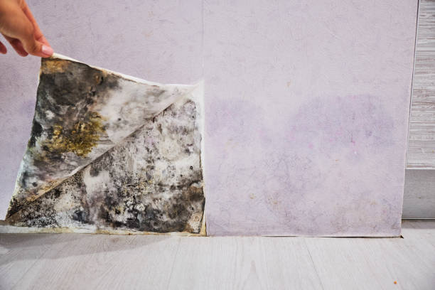 Best Professional Mold Removal  in Brooklet, GA
